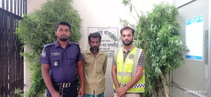 মেহেরপুরে বসতবাড়ির পেছন থেকে গাঁজার গাছ উদ্ধার, আটক-১

