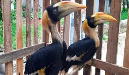 থানচিতে দুইটি রাজ ধনেশ পাখি উদ্ধার, পাঠানো হলো সাফারি পার্কে