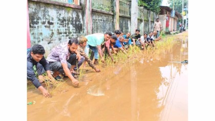 ঠাকুরগাঁওয়ে সড়কের বেহাল দশায় ধান রোপণ করে প্রতিবাদ

