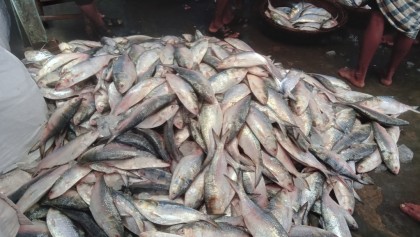 আলিপুর বন্দরে ইলিশের প্রাচুর্য, আকাশছোঁয়া দামে নাগালের বাইরে মধ্যবিত্ত