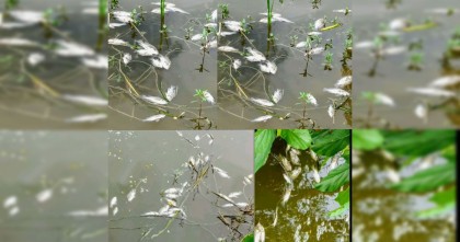 গাইবান্ধায় পুকুরে বিষপ্রয়োগ করে মাছ মারার অভিযোগ