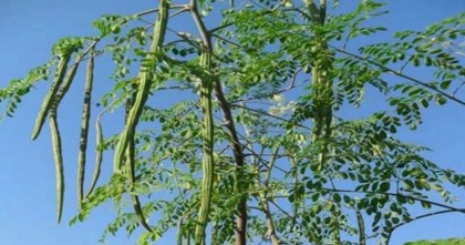 সজনে পাতায় যত গুণ