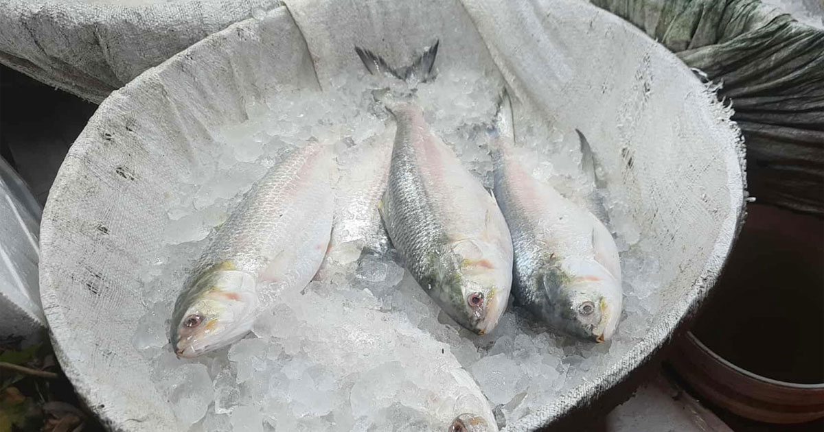 সরবরাহ বাড়ার পরও ইলিশের কেজি দুই হাজারের বেশি