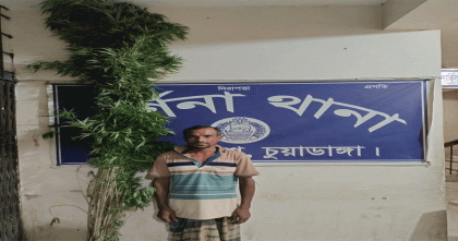 চুয়াডাঙ্গায় ৫২টি গাঁজা গাছসহ চাষি আটক