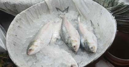 সরবরাহ বাড়ার পরও ইলিশের কেজি দুই হাজারের বেশি