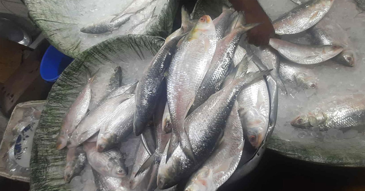 ইলিশের দাম আকাশচুম্বী, নাগালের বাইরে সাধারণ ক্রেতা