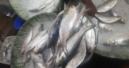 ইলিশের দাম আকাশচুম্বী, নাগালের বাইরে সাধারণ ক্রেতা