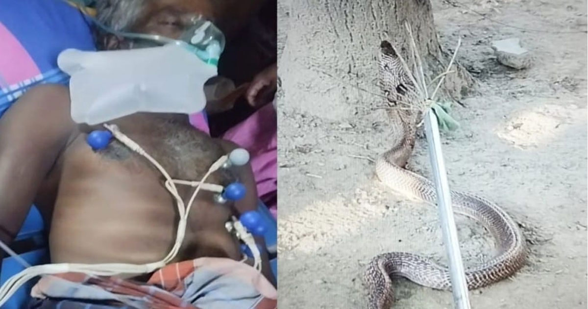 মেহেরপুরে সাপের কামড়ে ওঝার মৃত্যু