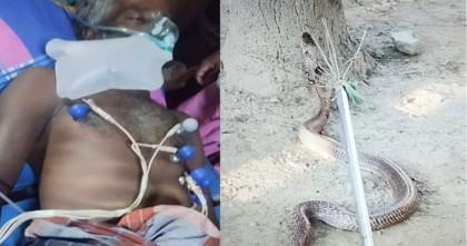 মেহেরপুরে সাপের কামড়ে ওঝার মৃত্যু