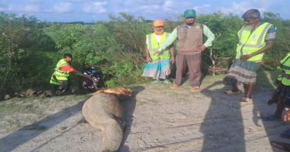 কুয়াকাটা সৈকতে ভেসে এলো বিরল প্রজাতির মৃত ডলফিন