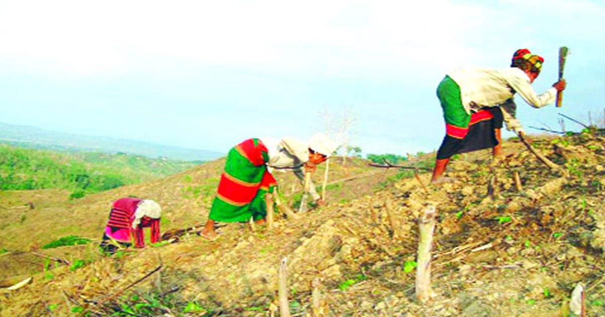 পাহাড়িদের ভরসা জুম চাষ; ঐতিহ্য ও টিকে থাকার সংগ্রাম