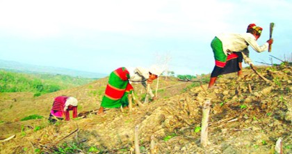 পাহাড়িদের ভরসা জুম চাষ; ঐতিহ্য ও টিকে থাকার সংগ্রাম