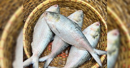 ভোলায় বেড়েছে ইলিশের সরবরাহ, দামে ক্ষোভ ক্রেতাদের