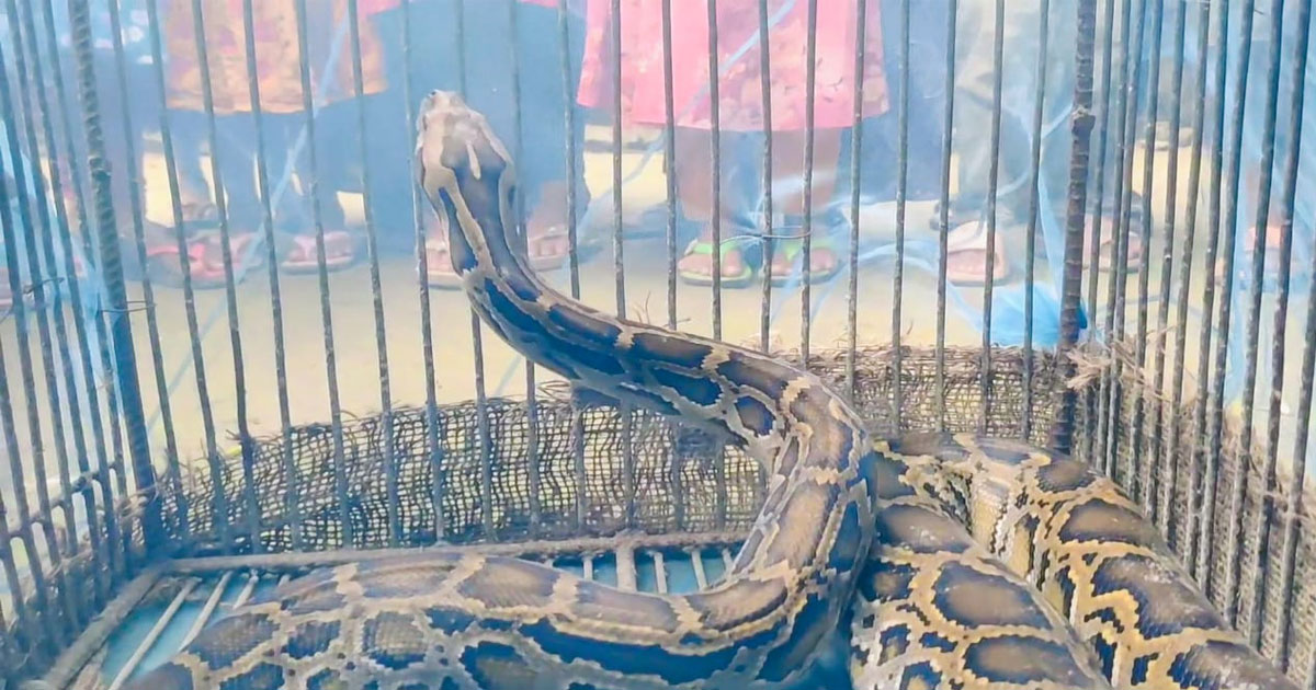 চুয়াডাঙ্গা থেকে অজগর সাপ উদ্ধার