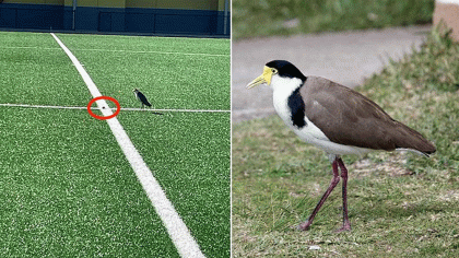 খেলার মাঠে ডিম পেড়েছে পাখি, এক মাসের জন্য খেলা নিষিদ্ধ করলো অস্ট্রেলিয়া