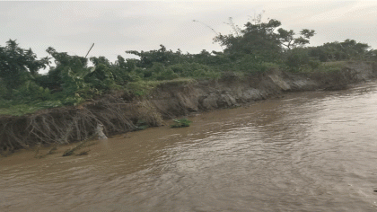 হরিরামপুরে দুই মাসে প্রায় দুই ‘শ’ হেক্টর আবাদি কৃষি জমি পদ্মায় বিলীন