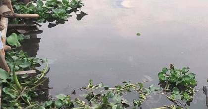 ফরিদপুরে নিখোঁজের এক দিন পর পুকুরে মিললো শিশুর মরদেহ