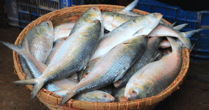 পূজার আগেই আসবে বাংলাদেশের ইলিশ, আশায় বুক বেঁধেছে পশ্চিমবঙ্গের মানুষ