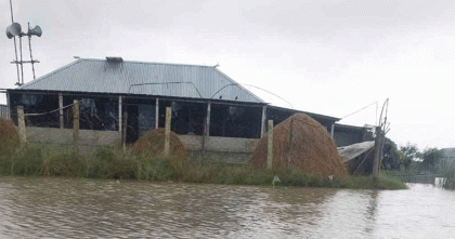 রাজশাহীর বাঘায় পদ্মার চর আবারো প্লাবিত

