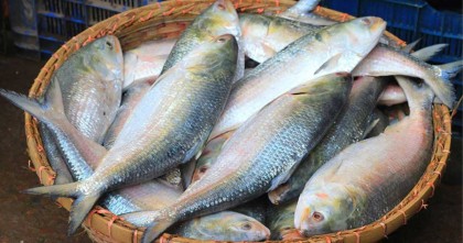 ভারতে ইলিশ রপ্তানির সিদ্ধান্ত বাণিজ্য মন্ত্রণালয়ের