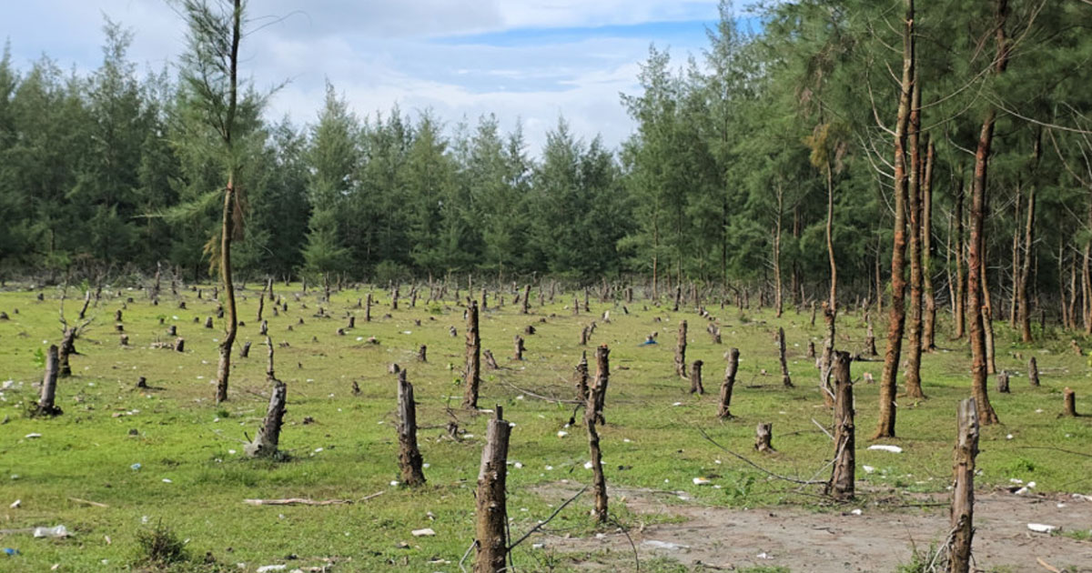 গঙ্গামতির সংরক্ষিত বনের গাছ কেটে দখল
