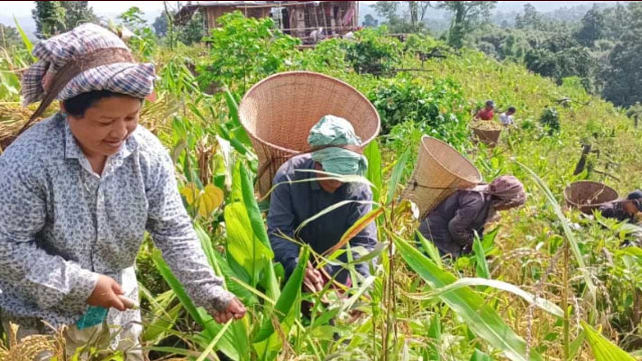 বান্দরবানে জুমের ধান কাটা শুরু, পাহাড়ে লেগেছে সোনালী রং