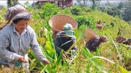 বান্দরবানে জুমের ধান কাটা শুরু, পাহাড়ে লেগেছে সোনালী রং