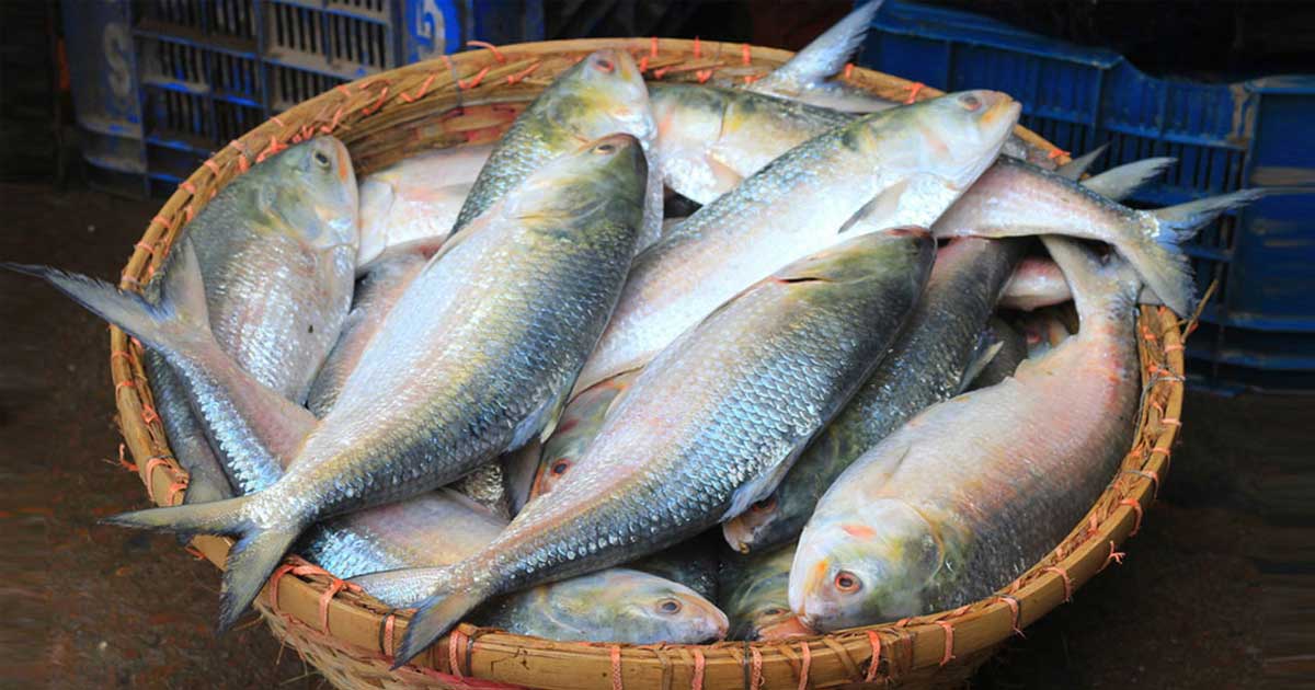 ভারতে ইলিশ রপ্তানির অনুমোদন পেলো ৩৭ প্রতিষ্ঠান