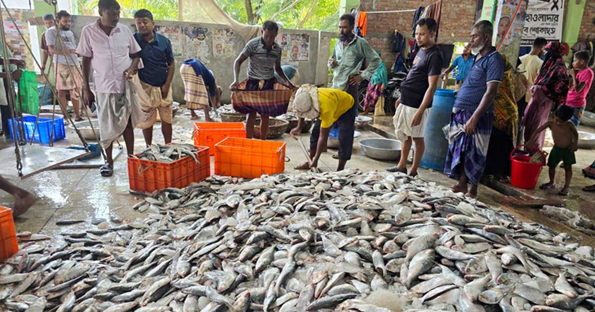 ভড়া মৌসুমে বড় ইলিশের দেখা নাই