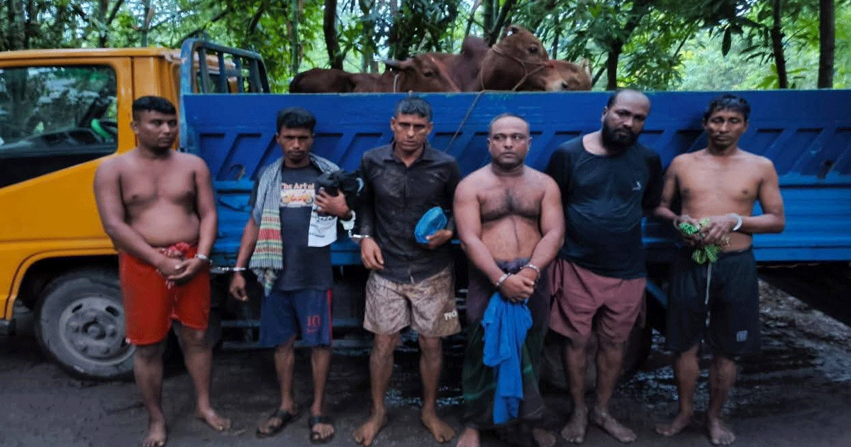 ফেনীতে গরু ডাকাত চক্রের একাধিক সদস্য আটক
