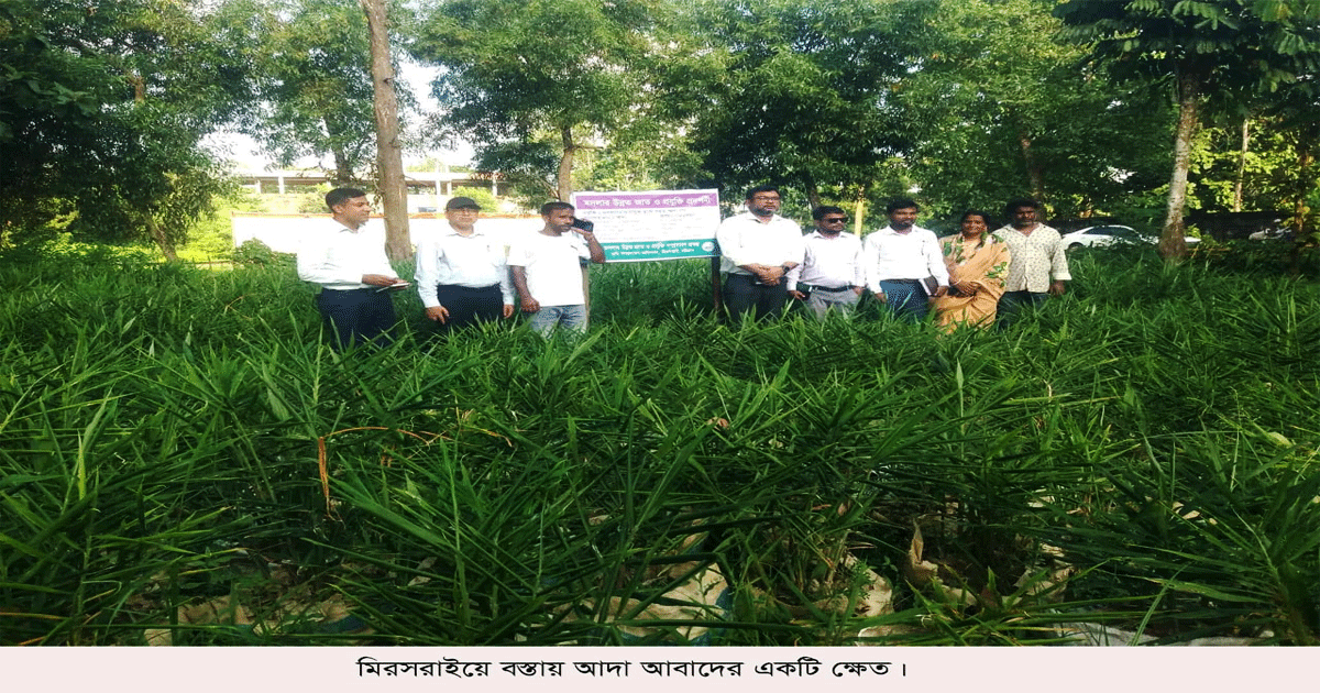 মিরসরাইয়ে পরিত্যক্ত জায়গায় বস্তায় আদা চাষে ঝুঁকছে মানুষ