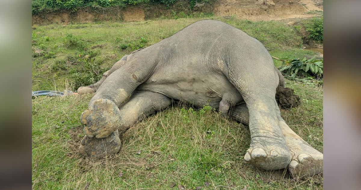 উখিয়ায় বন্য হাতির মৃত্যু