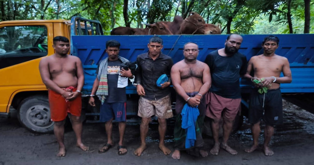 ফেনীতে গরু ডাকাত চক্রের ৭ সদস্য আটক
