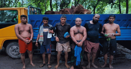 ফেনীতে গরু ডাকাত চক্রের একাধিক সদস্য আটক