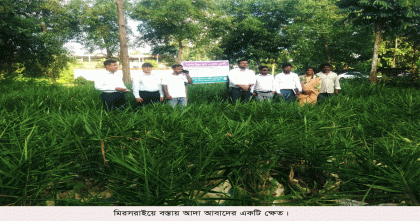 মিরসরাইয়ে পরিত্যক্ত জায়গায় বস্তায় আদা চাষে ঝুঁকছে মানুষ