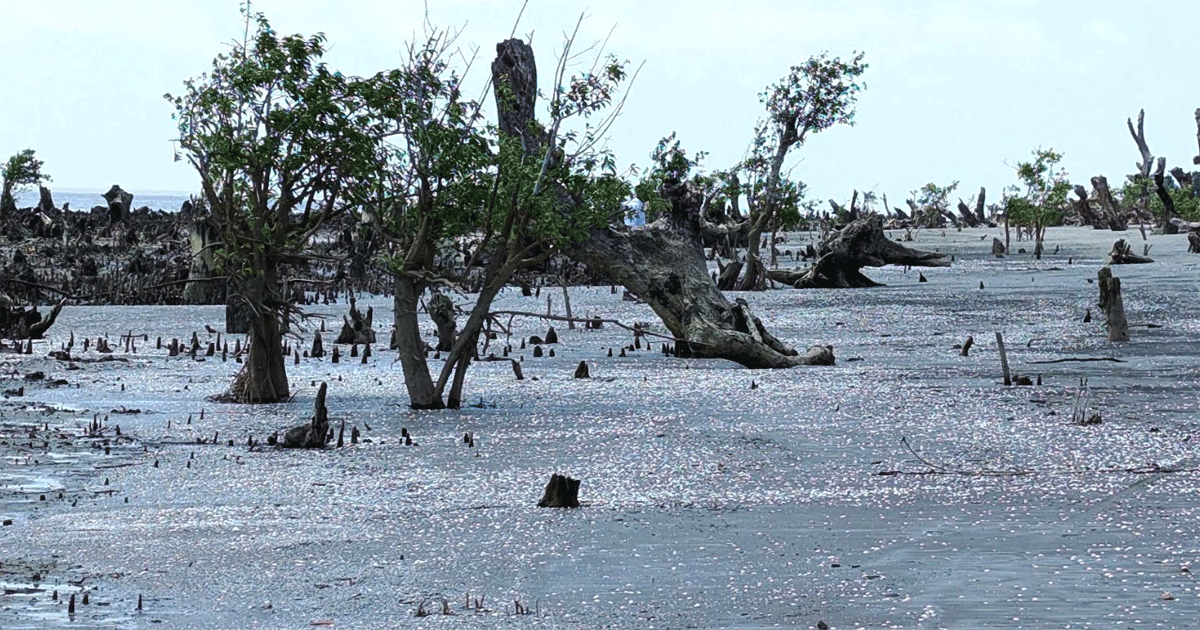কুয়াকাটায় বিরল প্রাকৃতিক সৌন্দর্যে সেজেছে সাদা ঝিনুকে, মুগ্ধ পর্যটকরা