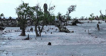 কুয়াকাটায় বিরল প্রাকৃতিক সৌন্দর্যে সেজেছে সাদা ঝিনুকে, মুগ্ধ পর্যটকরা