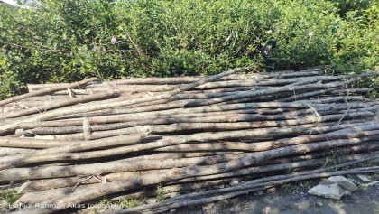 মহিপুরে সংরক্ষিত বন থেকে নির্বিচারে কাটা হচ্ছে গাছ 