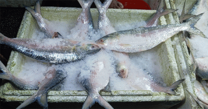 ভারতে বাংলাদেশি ইলিশের দামে আগুন