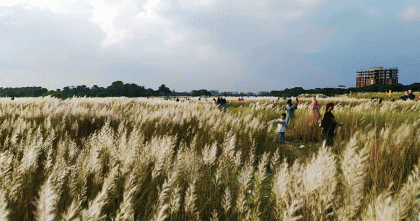 কেরানীগঞ্জের সারিঘাটে শরতের কাশফুলে সেজেছে প্রকৃতি