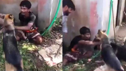 চোর সন্দেহে যুবককে ধরে কুকুর লেলিয়ে দেওয়ার ভিডিও ভাইরাল
