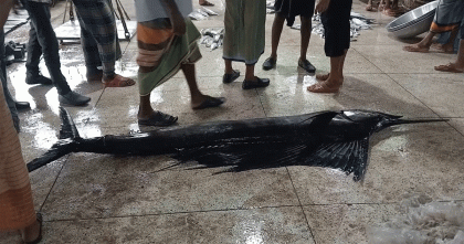 দেড় মণ ওজনের পাখি মাছ জেলের জালে, বিক্রি হলো মাত্র সাত  হাজার টাকায়