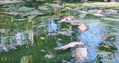 ছাত্রদল নেতার মৎস্য প্রকল্পে বর্জ্য ফেলে মাছ মারার অভিযোগ আওয়ামী লীগ নেতার বিরুদ্ধে