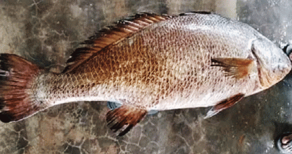 বিরল সামুদ্রিক কালো পোয়া, বিক্রি ৭২ হাজার