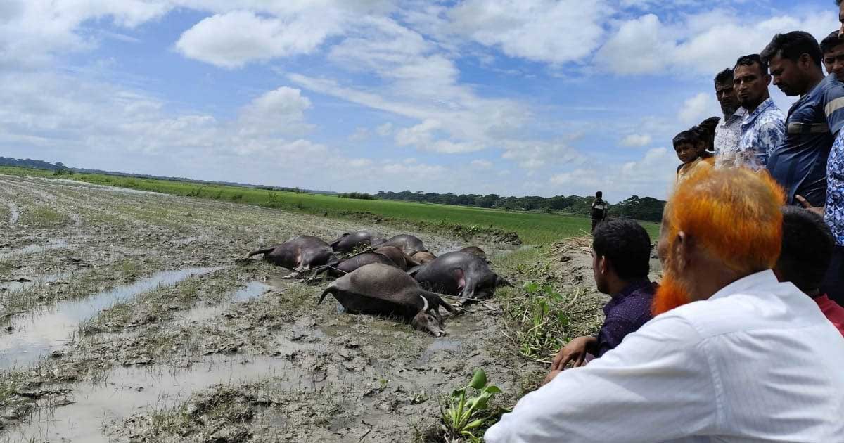 বাউফলে জেলেদের বিষ প্রয়োগে ৯টি মহিষের মৃত্যু