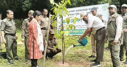 বাঁশখালী জলদি অভয়ারণ্য পুনরুদ্ধারে আকাশমনি অপসারণ পূর্বক দেশীয় প্রজাতির চারা রোপণ