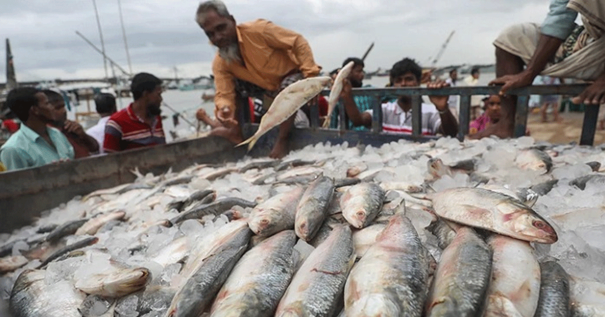 ১৪ দিনে ২০ কোটি টাকার ইলিশ রপ্তানি ভারতে