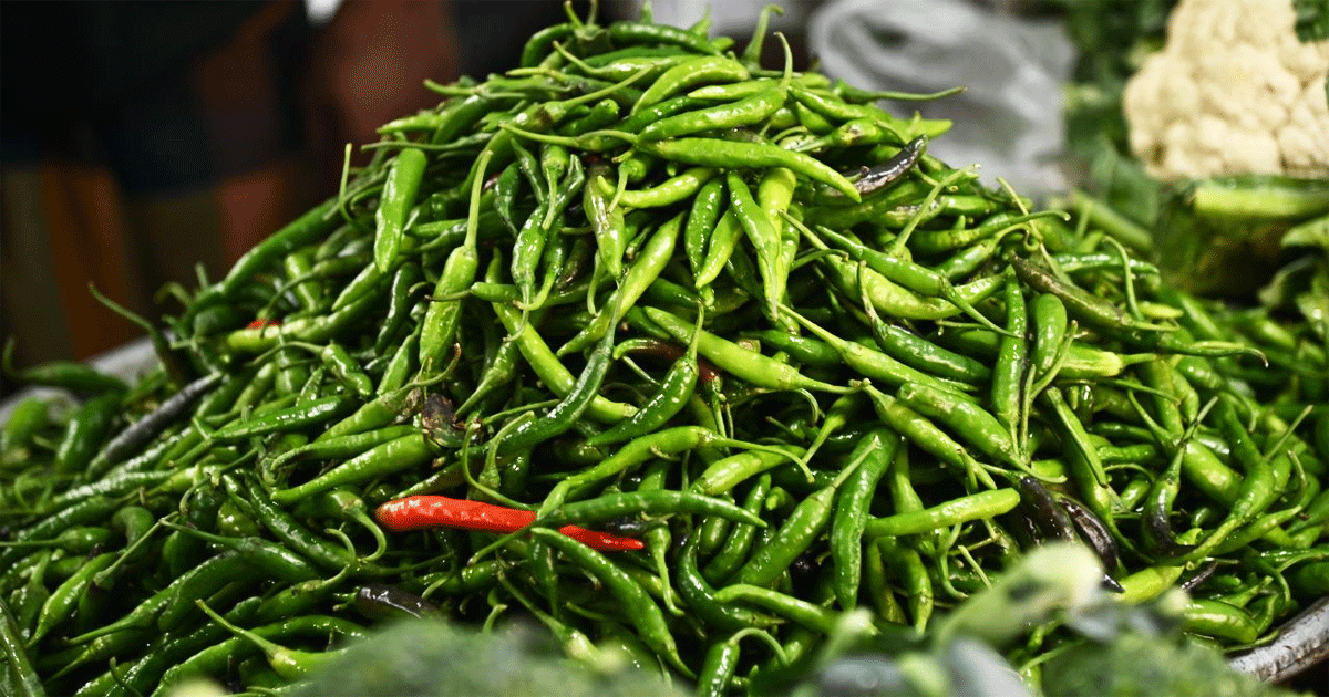 কেজিতে ১২০ টাকা কমলো কাঁচামরিচ