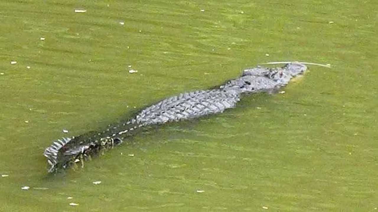 ‎‎মানিকগঞ্জে পদ্মার শাখা নদীতে দেখা গেছে কুমির, আতঙ্কে এলাকাবাসী