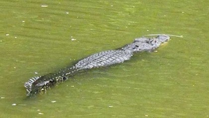 ‎‎মানিকগঞ্জে পদ্মার শাখা নদীতে দেখা গেছে কুমির, আতঙ্কে এলাকাবাসী